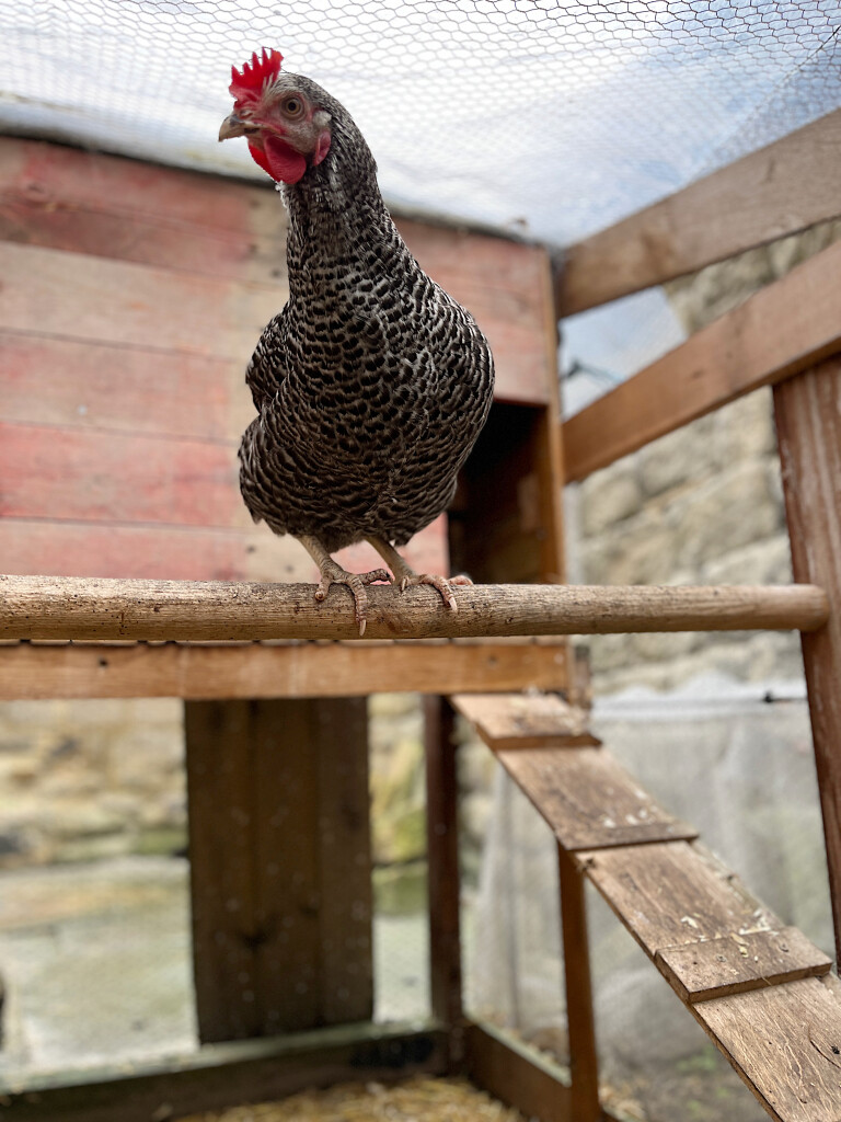 Marianne on Perch